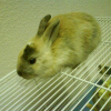 Photo de Cacao 