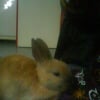 Photo de Noisette