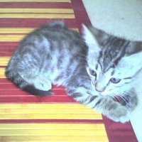 Photo de profil de Zephir 