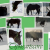 Photo de Tipheartscore