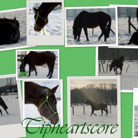 Photo de profil de Tipheartscore