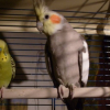 Photo de Caramel