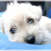 Photo de profil de Djingle