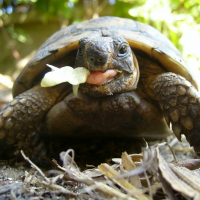 Photo de profil de Paquerette
