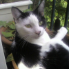Photo de Romeo