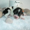 Photo de Brownie