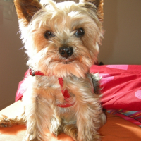 Photo de profil de Moustik