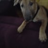 Photo de Drasko