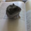 Photo de Pilou
