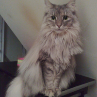 Photo de profil de Volvia