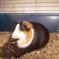 Photo de profil de Toy