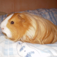 Photo de profil de Rasta