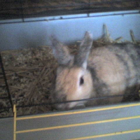 Photo de profil de Chipie