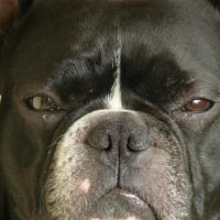 Photo de profil de Arko