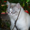 Photo de Djazz