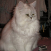 Photo de Duchesse