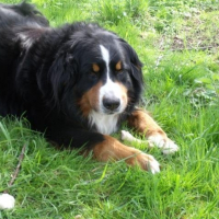 Photo de profil de Brasco