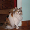 Photo de Croquette