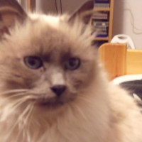 Photo de profil de Myosotys