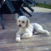 Photo de P'tit loup