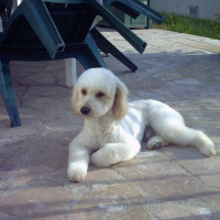 Photo de profil de P'tit loup