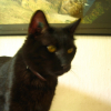 Photo de Biscuit