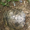Photo de Florida, Tortue