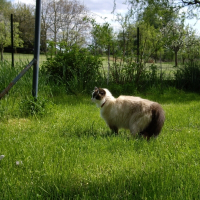 Photo de profil de Virgule