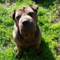 Photo de profil de Ramses