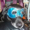 Photo de Cobaya