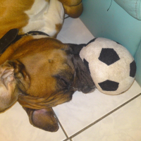 Photo de profil de Boxer