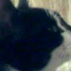 Photo de Noé