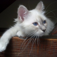 Photo de profil de Canelle