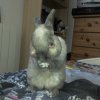 Photo de Tooby