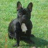 Photo de Riddick