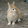 Photo de Cannelle