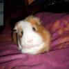Photo de Cannelle