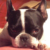 Photo de profil de Aston