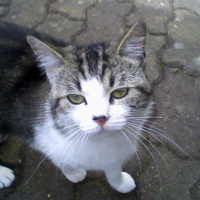 Photo de profil de Orphée