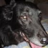 Photo de Puppy