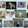 Photo de Blue light shadow