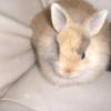 Photo de Hinata