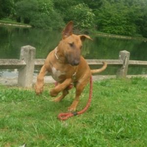 Photo de profil de Drasko