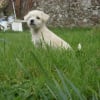 Photo de Noopy