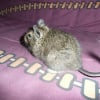 Photo de Croquette