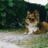 Photo de Roxane, Colley à poil long