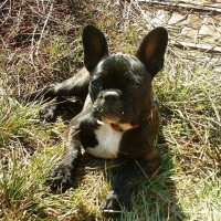 Photo de profil de Volkhane