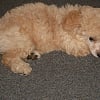 Photo de Arctic, Chow Chow