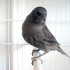 Photo de Paparajote
