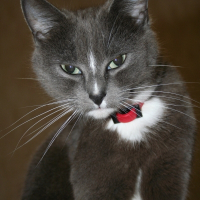 Photo de profil de Shaoline